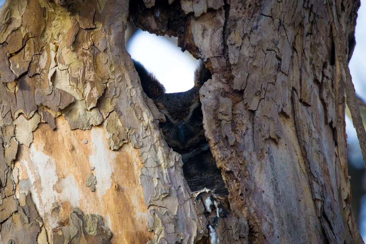 A great horned owl peering out of a hollow in a pale, peeling tree trunk where it is nesting