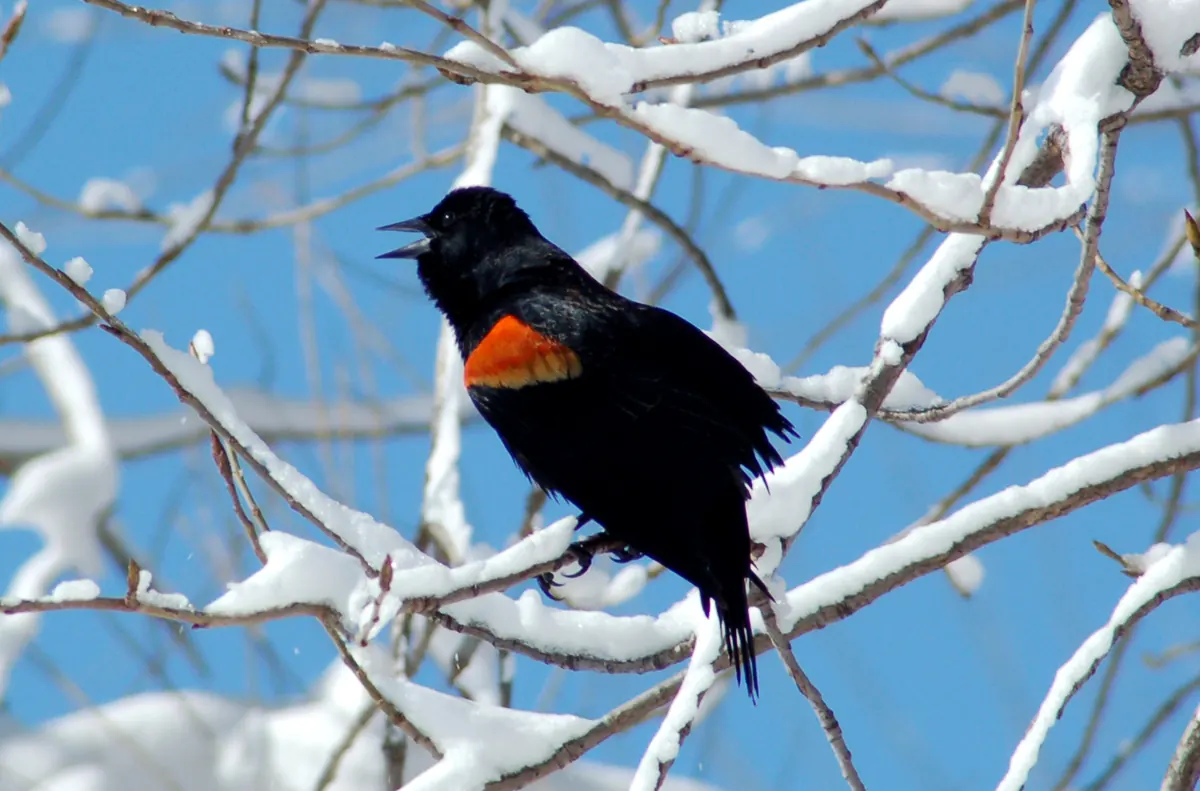 A male red-winged blackbird with red and yellow shoulder patches singing from a snow-covered branch against blue sky