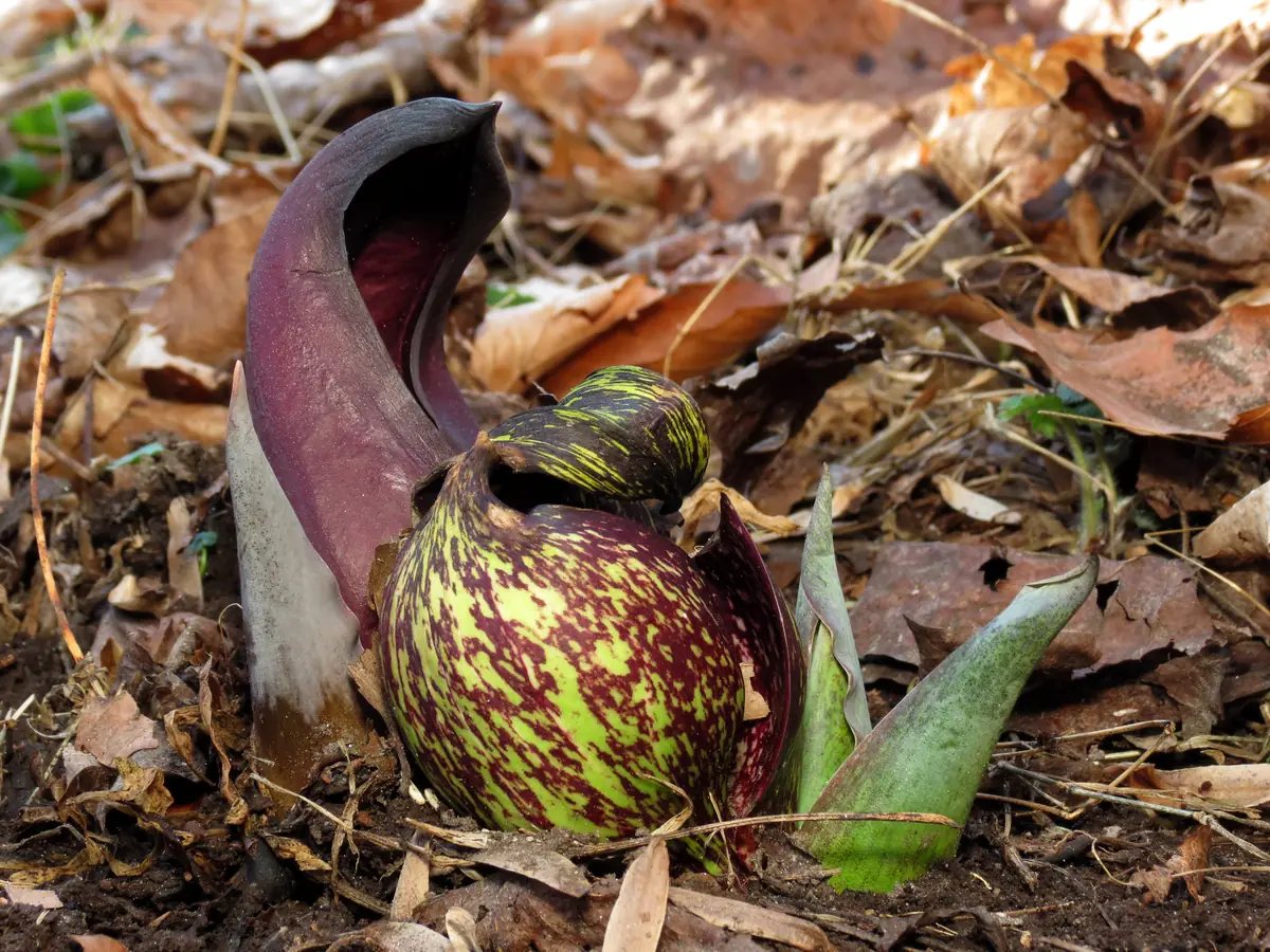 A mottled green and maroon skunk cabbage hood and its curled purple spathe rising from brown leaf litter