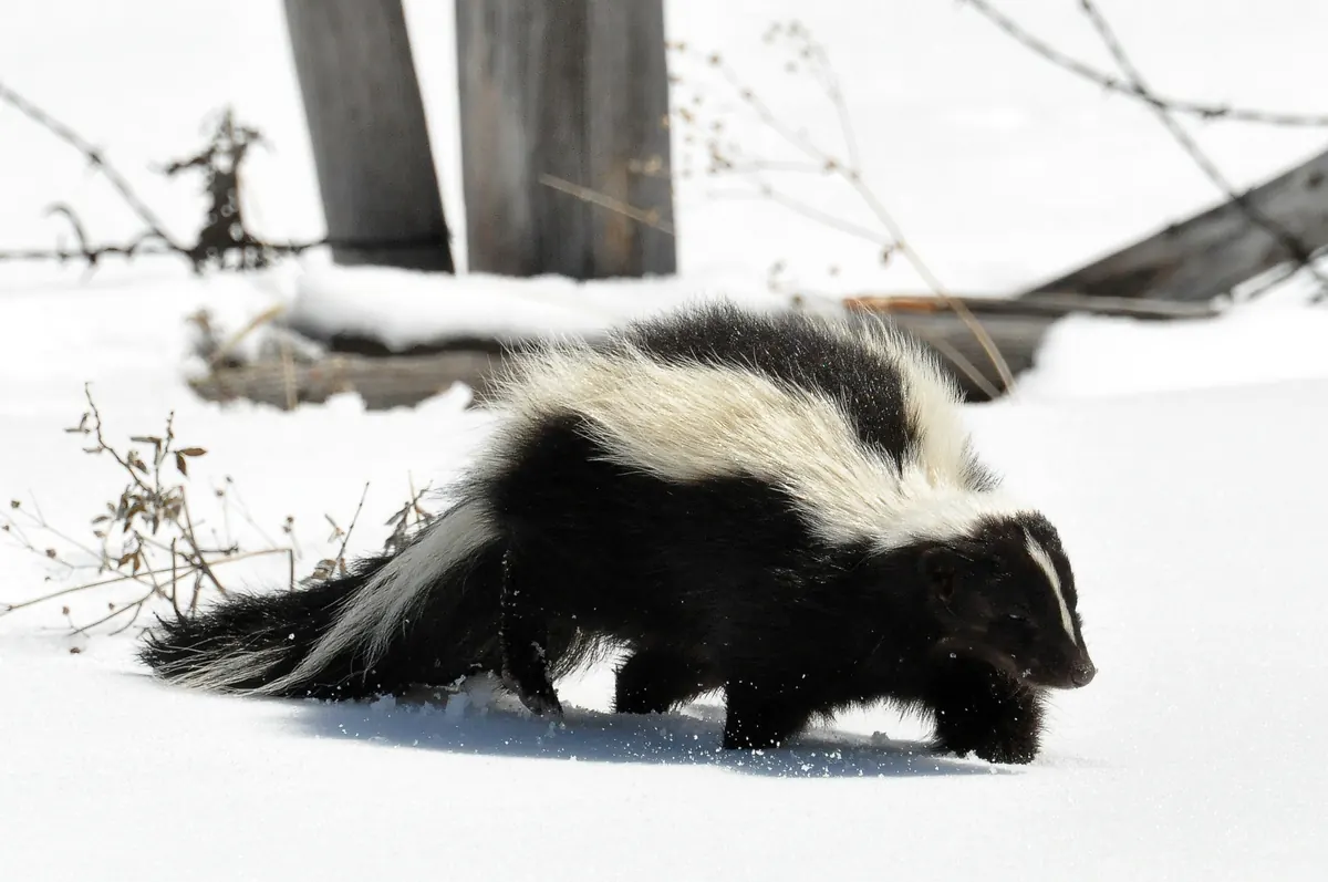 A striped skunk with a white stripe down its black back walking through snow past a fence rail