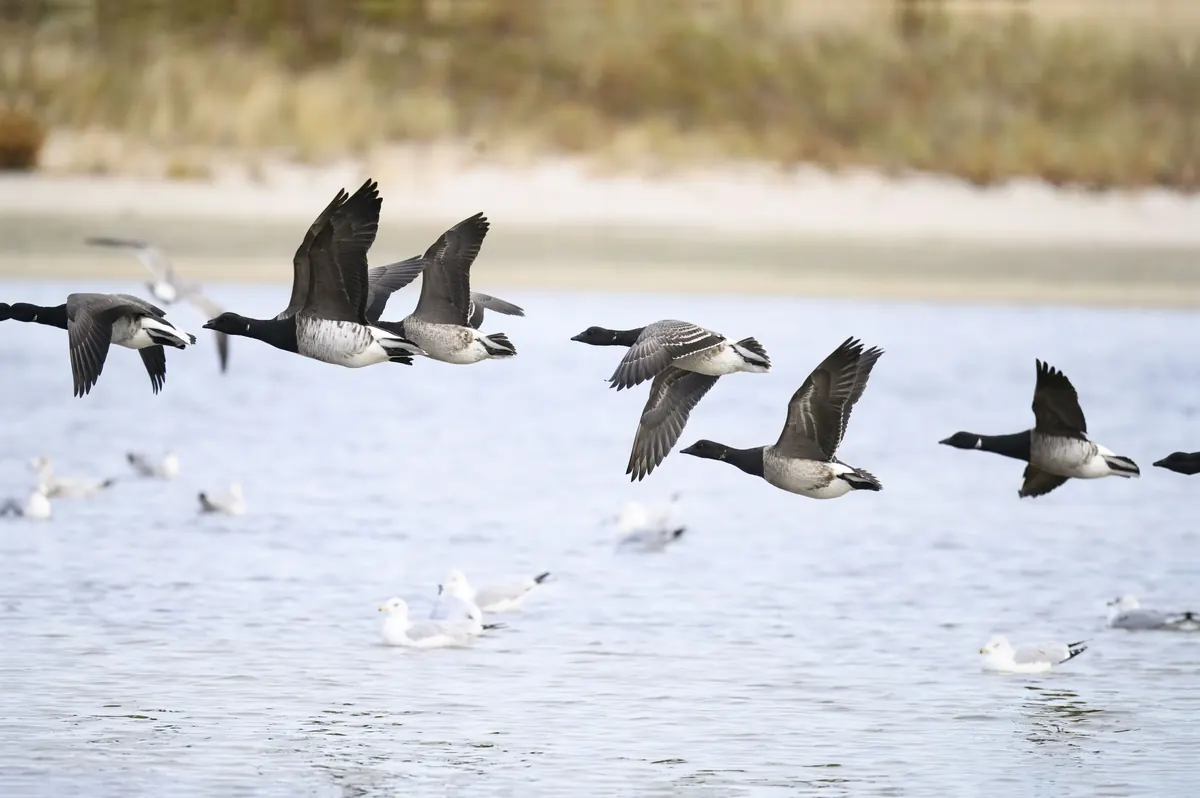 A line of small dark geese with black necks, white neck patches and pale gray flanks flying low over calm water, with gulls resting on the water and a sandy shore behind.