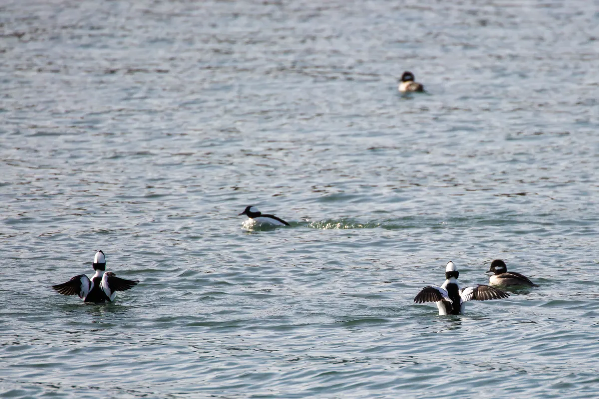 Several small black-and-white ducks on gray open water, two males rising up and flapping their wings and another skittering across the surface.