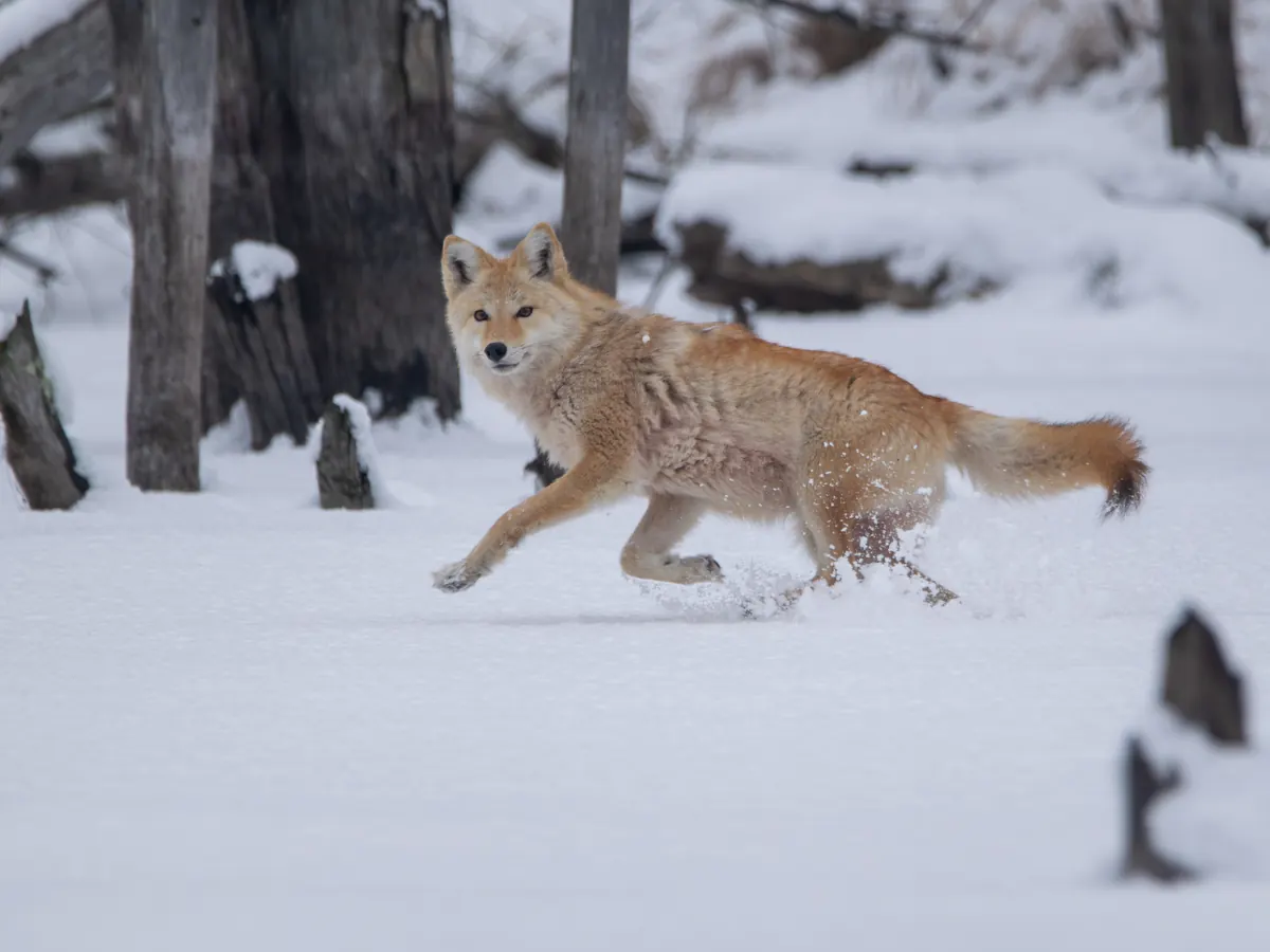 A pale, tawny eastern coyote with a bushy black-tipped tail trotting through deep snow among bare tree trunks and stumps.