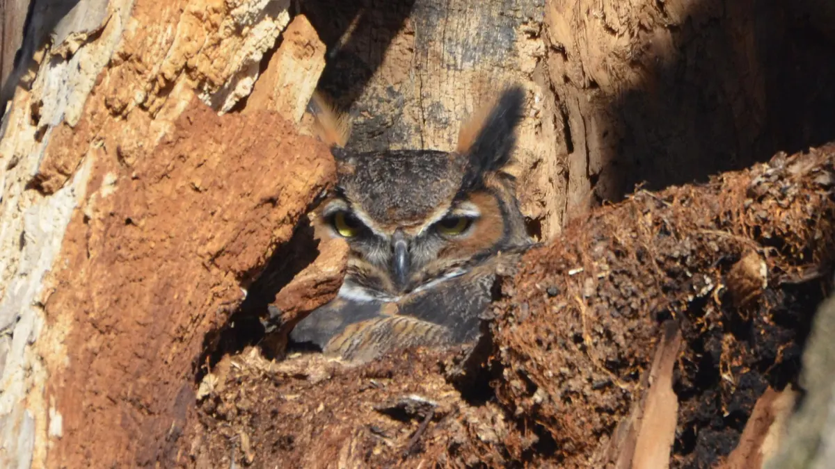 A great horned owl with ear tufts raised and eyes half closed, settled low inside the hollow, broken-off top of a big tree trunk.
