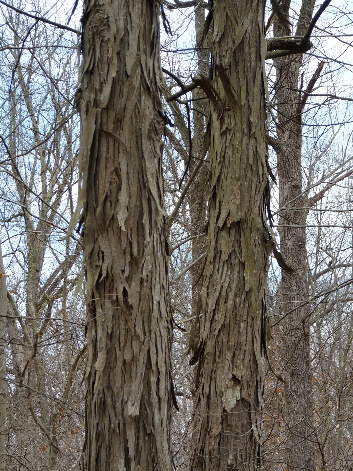 Two gray tree trunks covered in long, loose plates of bark that curl away at the ends, standing among bare branches against a pale sky.