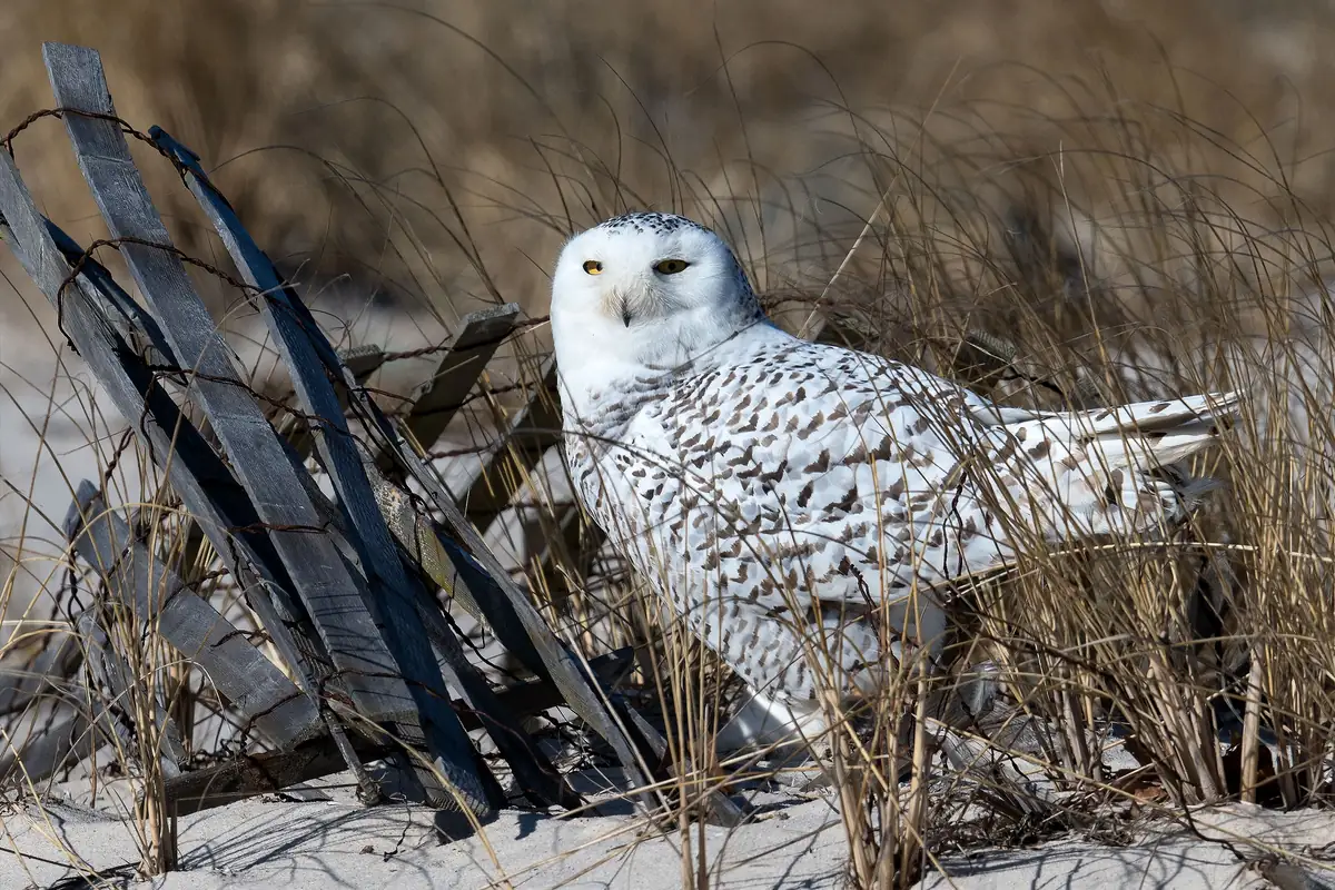 A white snowy owl with dark barring on its back sitting among dune grass and broken snow fencing on a sandy beach, yellow eyes looking toward the camera.