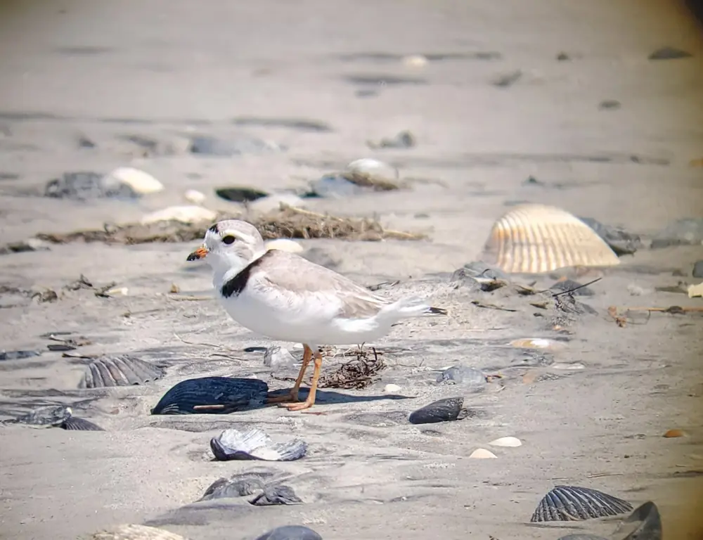 A small sand-colored plover with a black neck band and orange legs standing on bare beach sand