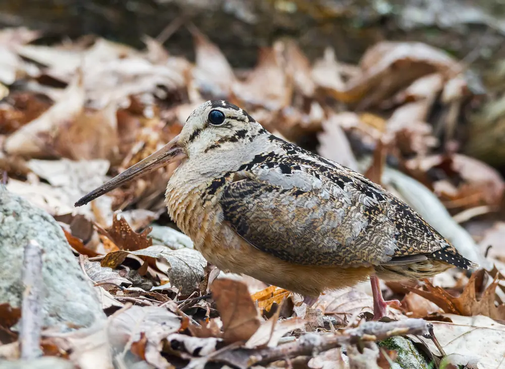 An American woodcock with a long bill and barred brown plumage standing among dry leaves