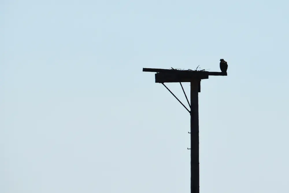 The dark silhouette of an osprey perched at the end of a wooden nest platform on a pole against a pale sky