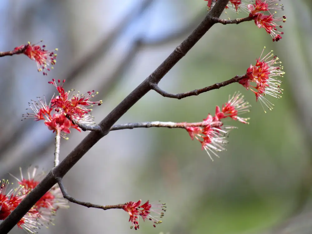 Clusters of red red maple flowers with long stamens on bare branches