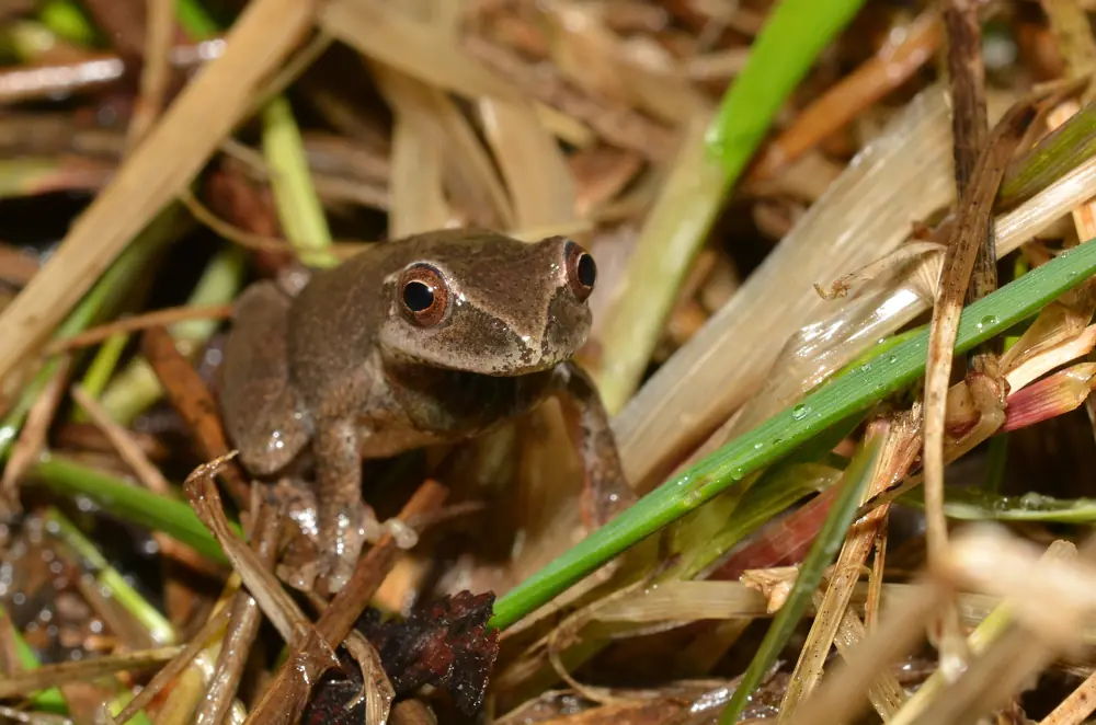 A small brown spring peeper with copper-colored eyes sitting among wet grass stalks
