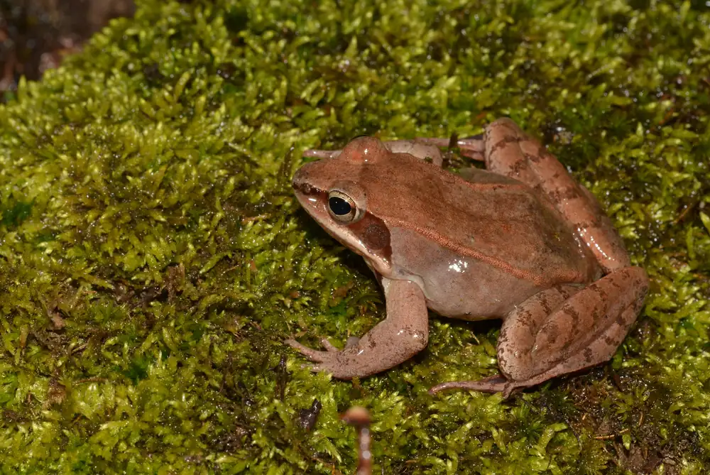 A reddish-brown wood frog with a dark eye mask resting on bright green moss