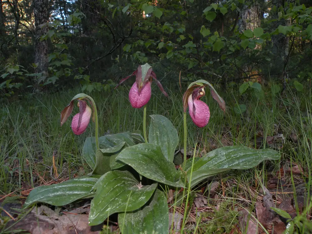 A pink lady's slipper orchid with a rose-pink pouch-shaped flower above two broad leaves on a forest floor