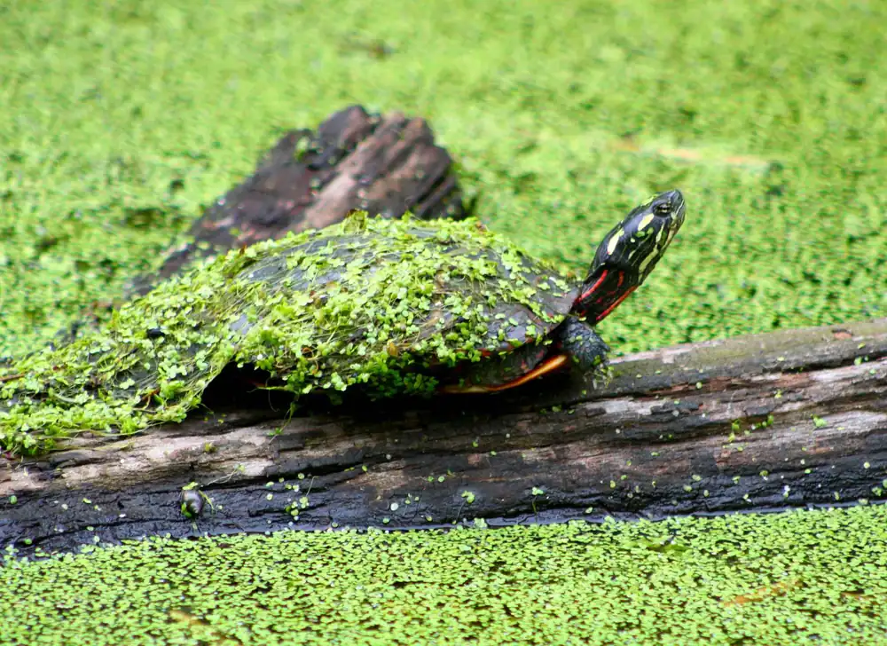 An eastern painted turtle with red-edged shell and yellow-striped neck basking on a log among duckweed