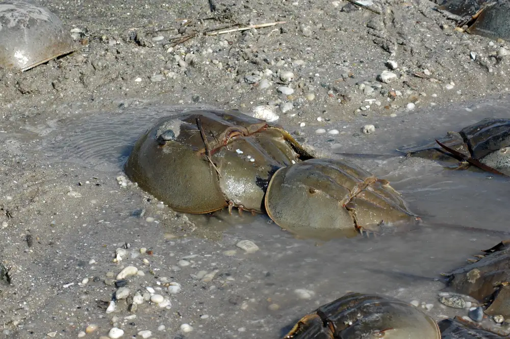 A pair of horseshoe crabs, a smaller male clasping a larger female, at the water's edge on sand