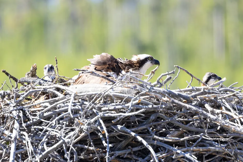 An adult osprey on a large stick nest with two fuzzy chicks peeking over the rim