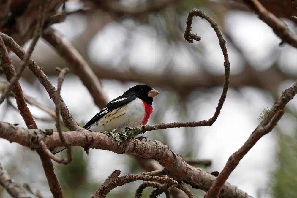 A male rose-breasted grosbeak with a black head, white chest and bright red bib perched on a conifer branch