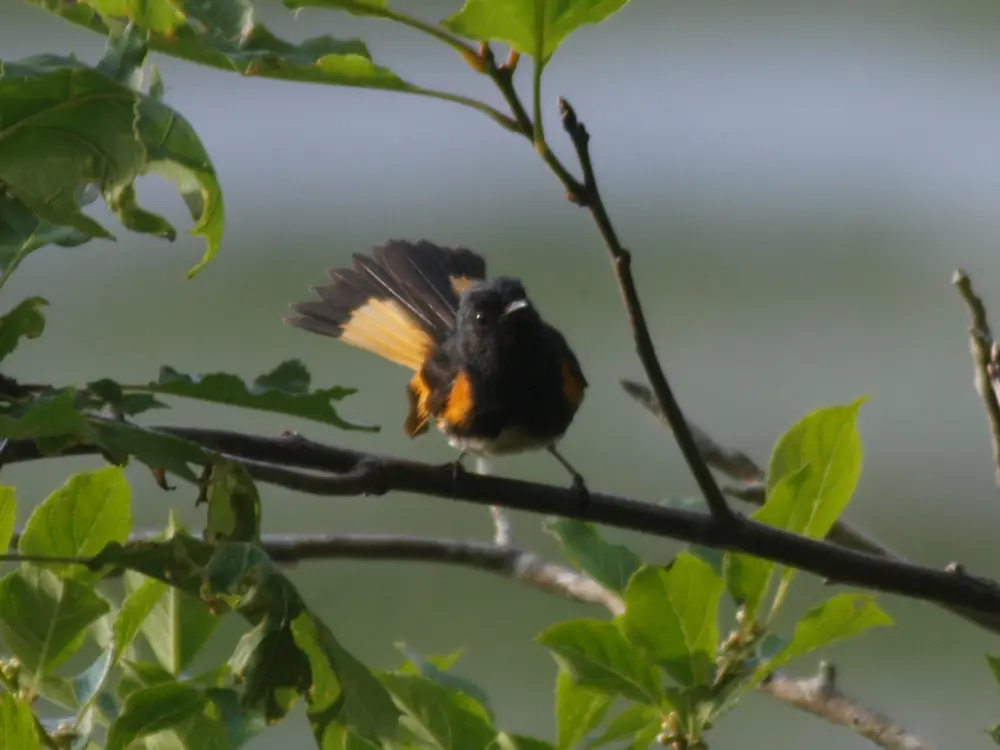 A black and orange male American redstart perched on a twig among green leaves