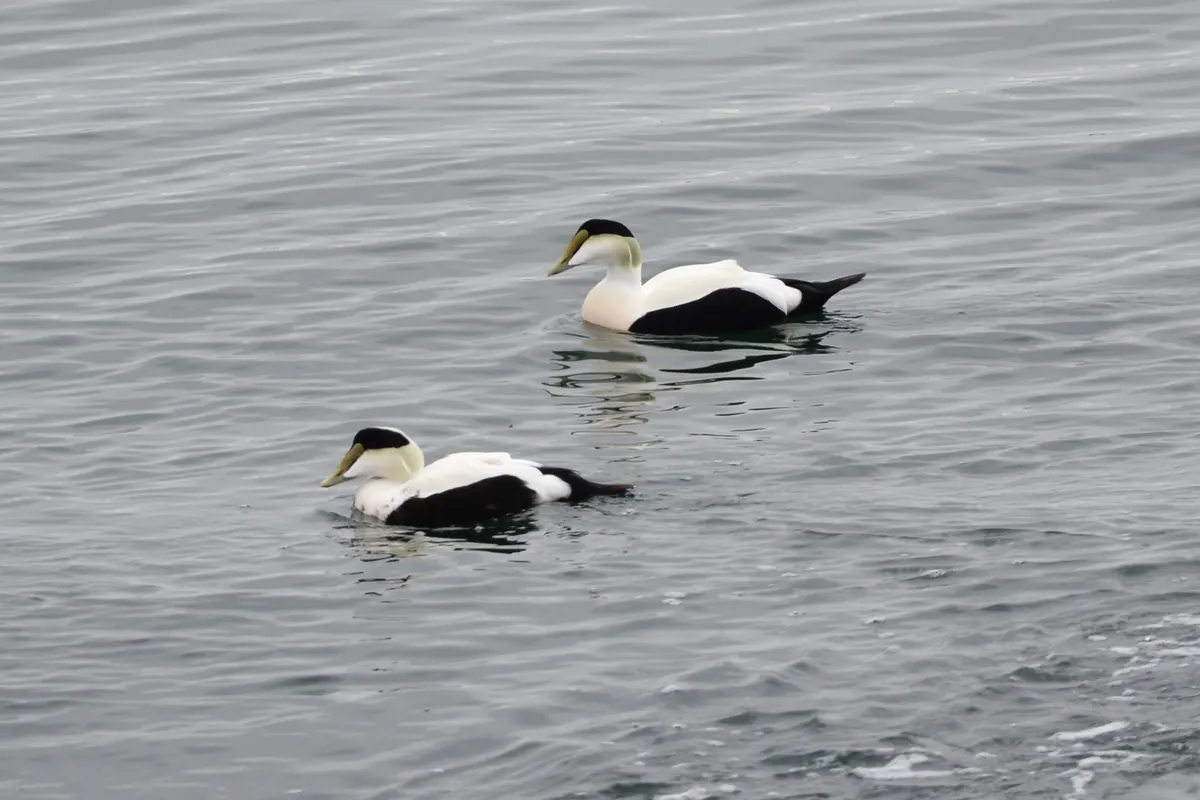Two male common eiders, white above and black below with black caps and pale green napes, floating on gray sea water.