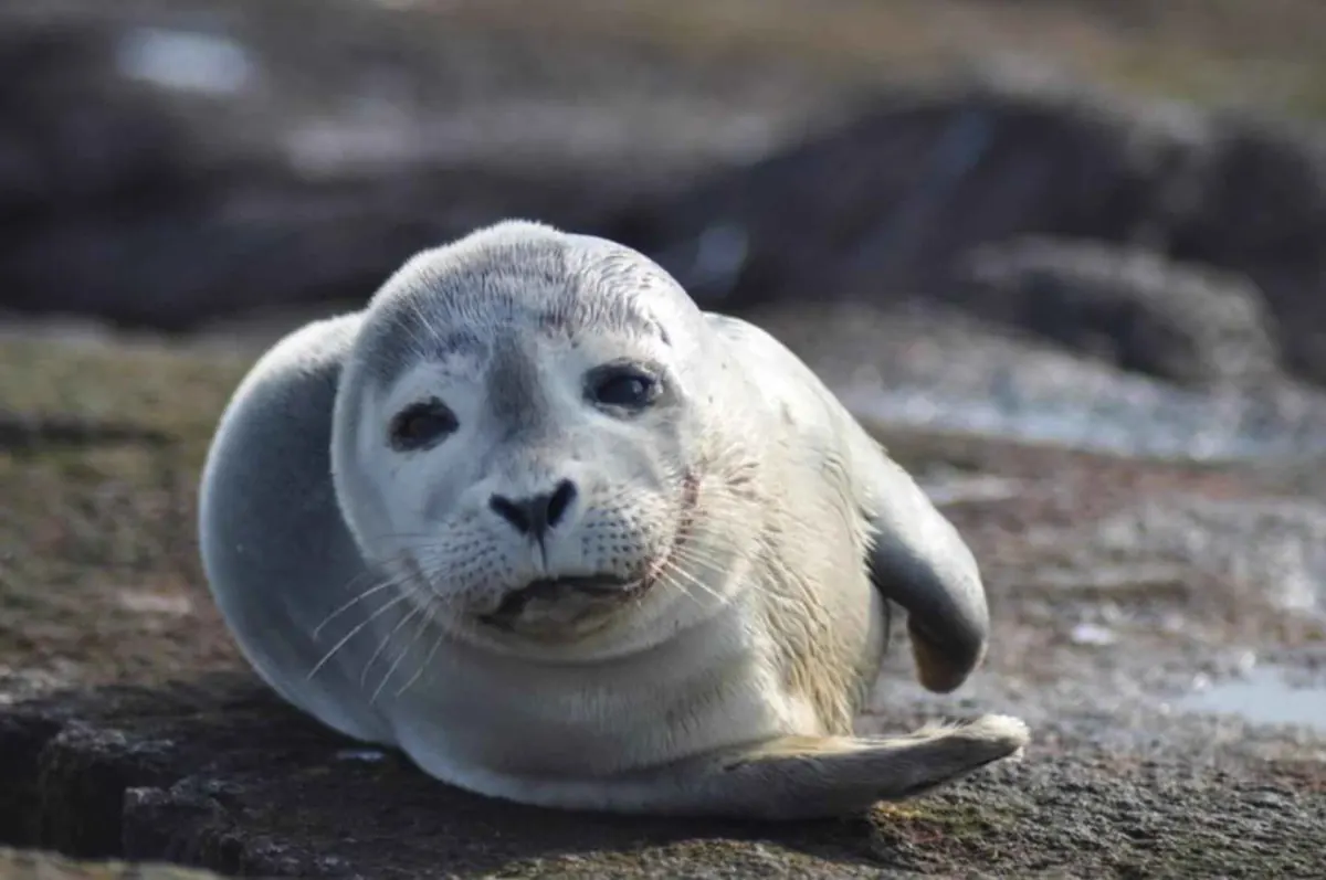 A young gray harbor seal with large dark eyes lying on a flat, wet rock and looking toward the camera.