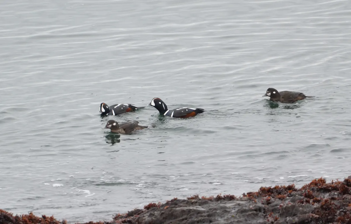 Four harlequin ducks, three boldly patterned drakes and a brown hen, swimming on calm gray water beyond a rocky, seaweed-covered shore.