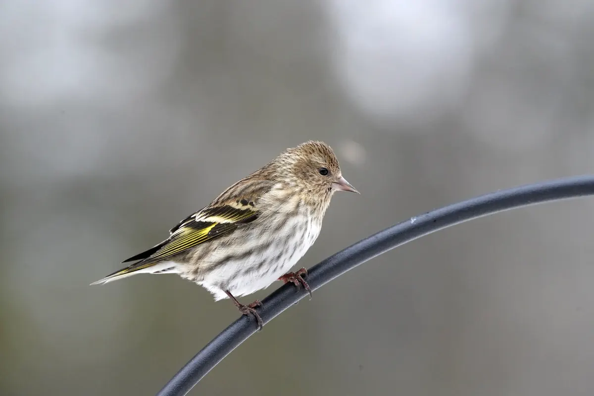 A small streaked brown finch with yellow edging on its wings perched on a dark curved feeder pole.