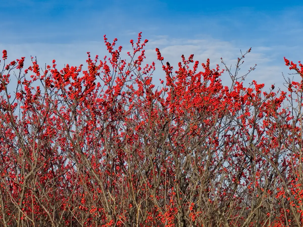 Leafless winterberry shrubs packed with bright red berries against a blue sky.