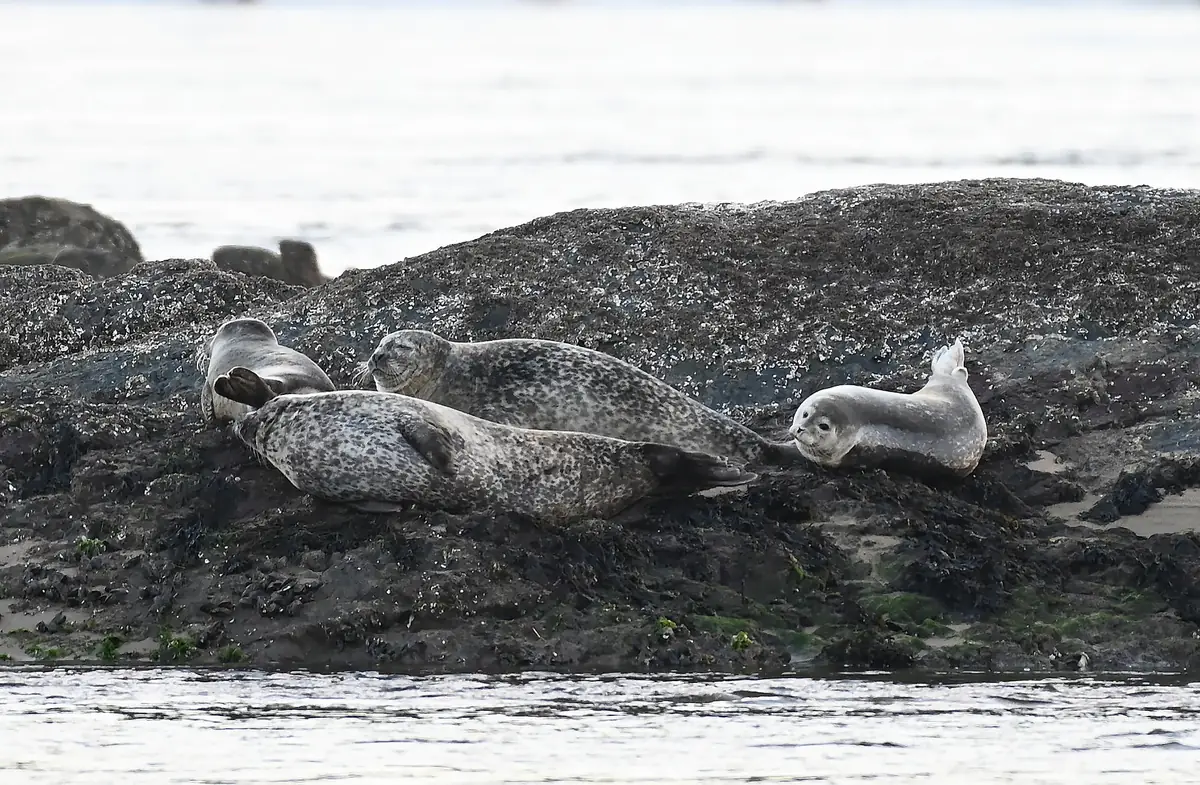 Four spotted harbor seals resting on a seaweed-covered rock at low tide.