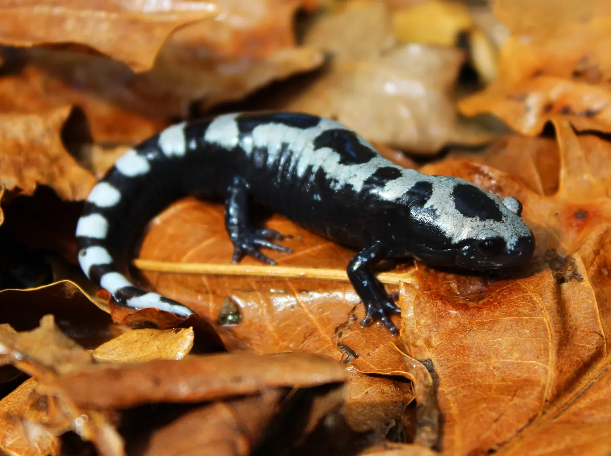 A black salamander with bold silvery-white crossbands resting on fallen brown oak leaves.