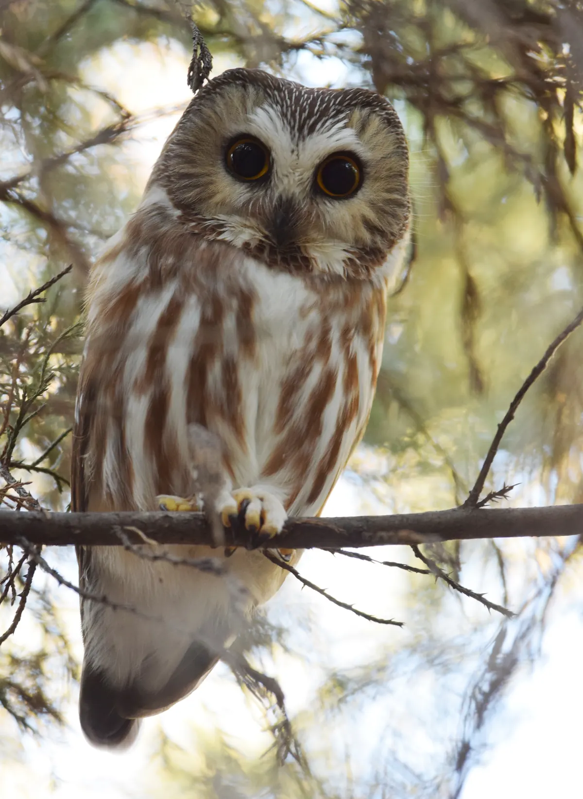 A small northern saw-whet owl with a round brown-and-white face, yellow eyes and a streaked chest, perched on a branch in an evergreen.