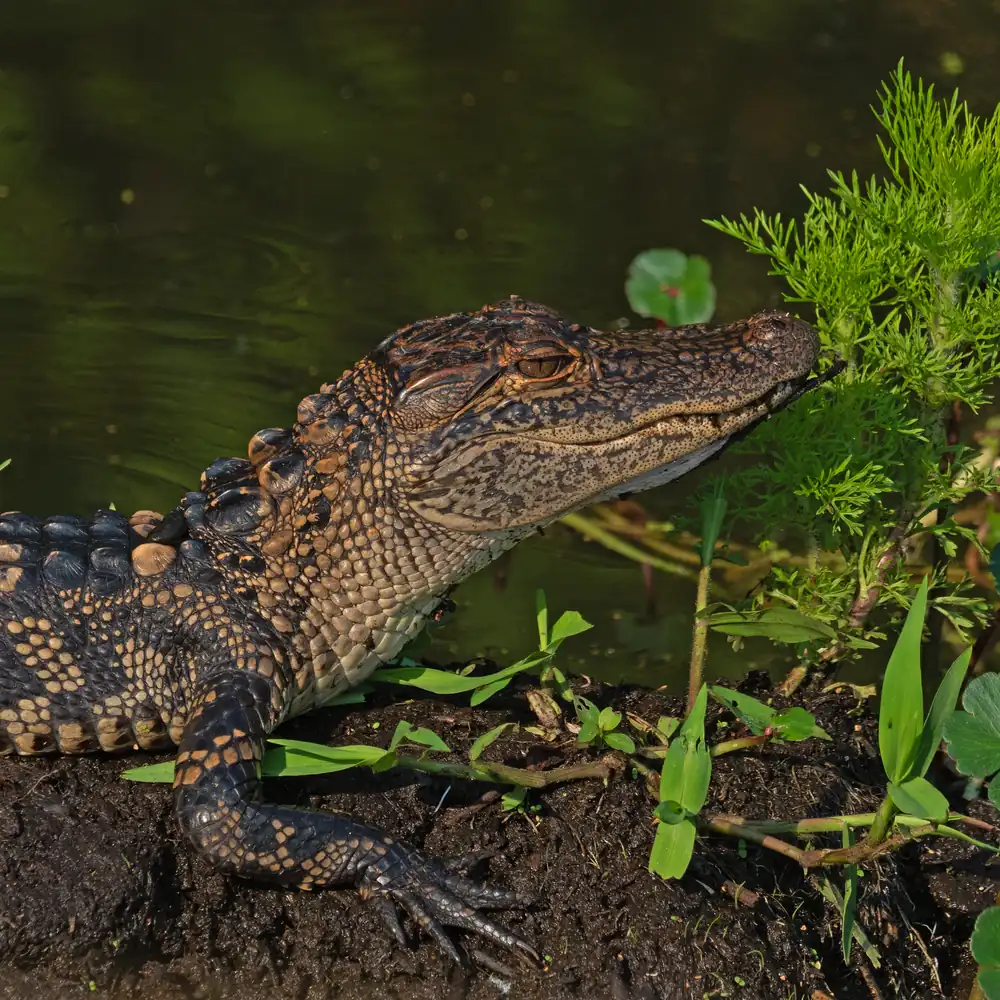A young alligator resting on a muddy bank beside dark water with green marsh plants