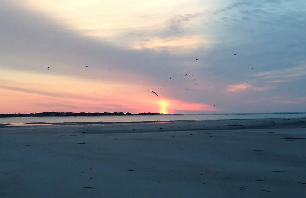 A flock of red knots flying low over a beach at sunrise