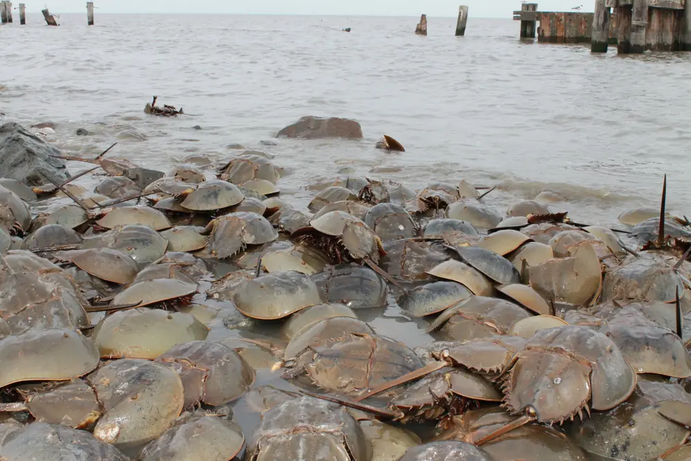 A crowd of horseshoe crabs packed together on a wet shoreline beside gray water, with a pier in the distance
