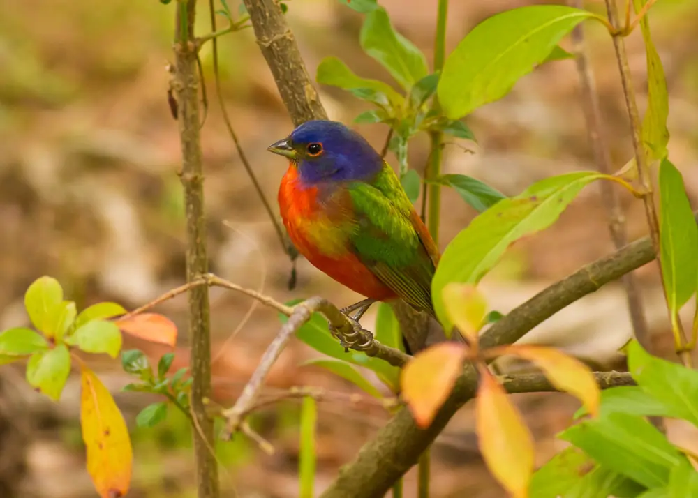 A male painted bunting with a blue head, red-orange chest and green back perched on a thin twig among young green and orange leaves