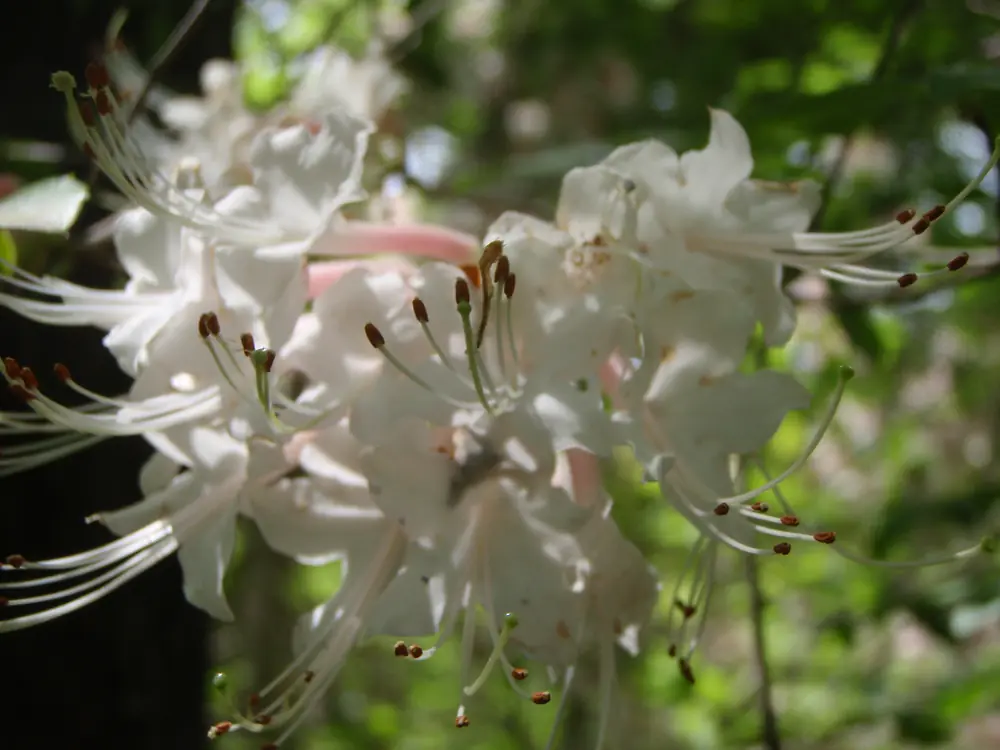 Pink azalea flowers with long curved stamens in a loose cluster