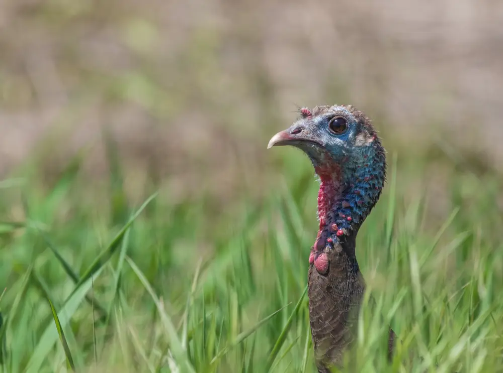 A wild turkey hen standing in short grass