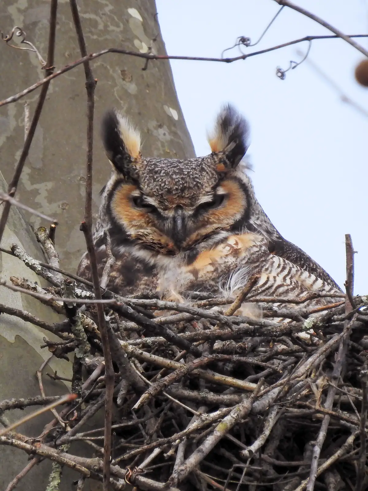 A great horned owl with tall ear tufts and orange facial disks sits low in a bulky stick nest against the trunk of a pale-barked tree.