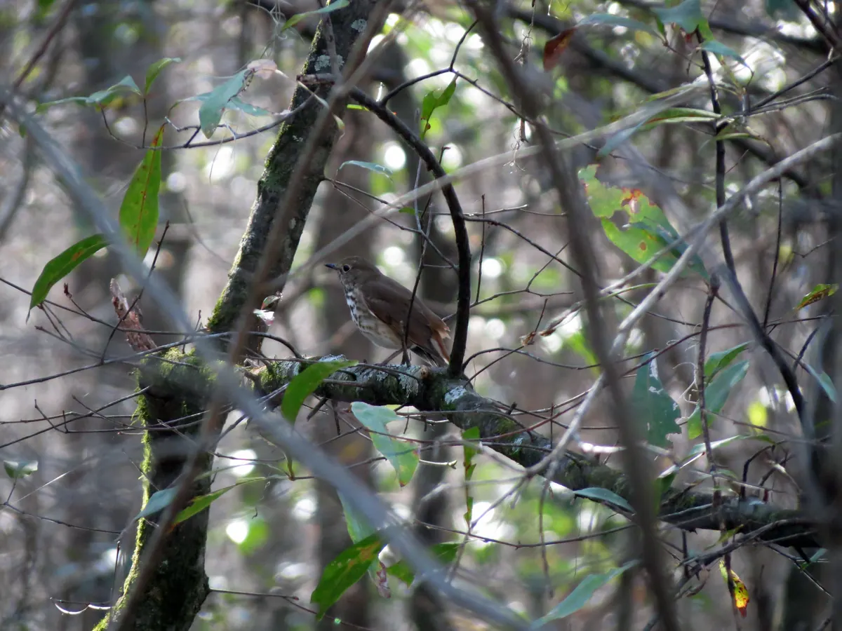 A brown thrush with a spotted breast perched on a mossy branch in a shaded, tangled floodplain forest.