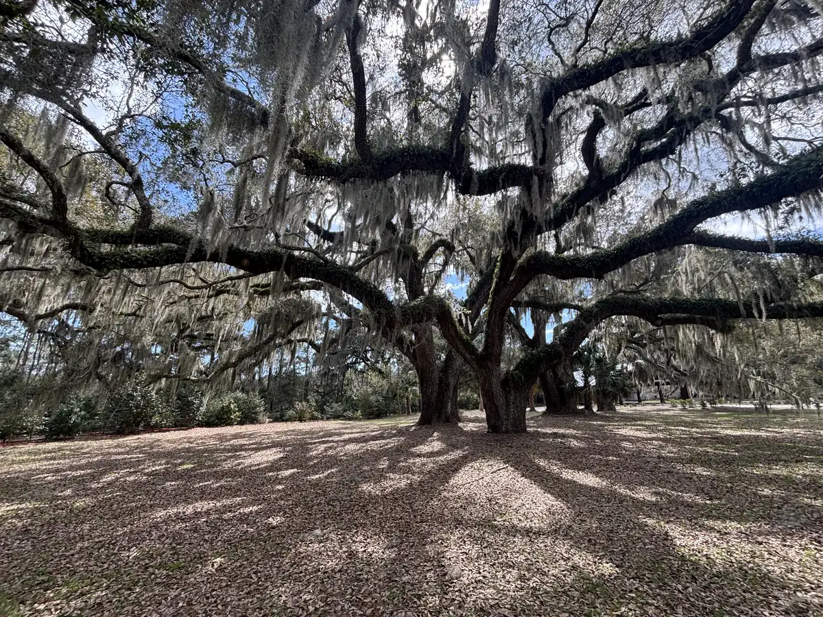 Huge spreading live oaks draped in long gray curtains of Spanish moss over a lawn covered in fallen leaves, under a bright sky.