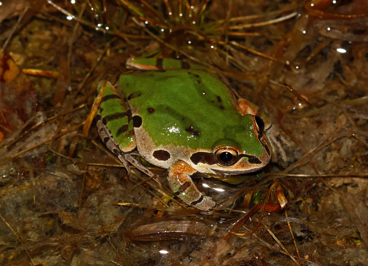 A small bright green frog with dark brown spots edged in cream sits in shallow water among wet grass stems at night.