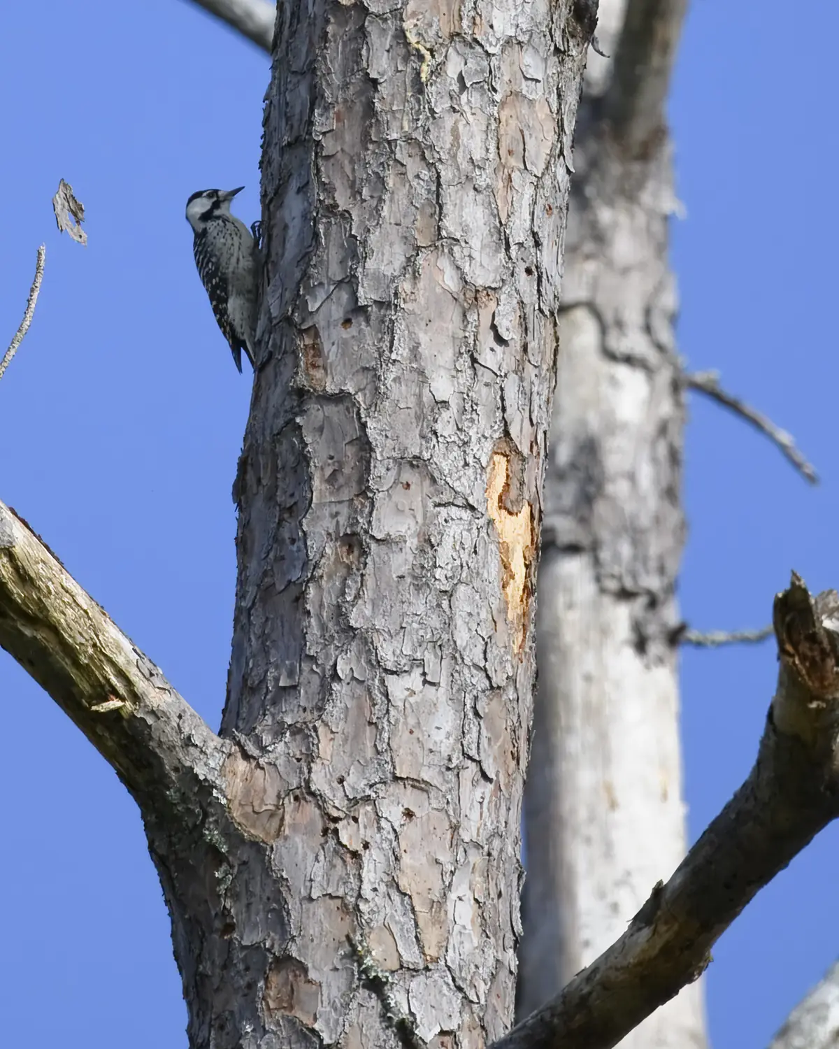 A small black-and-white barred woodpecker with a white cheek clings to the scaly trunk of a tall pine against a blue sky.