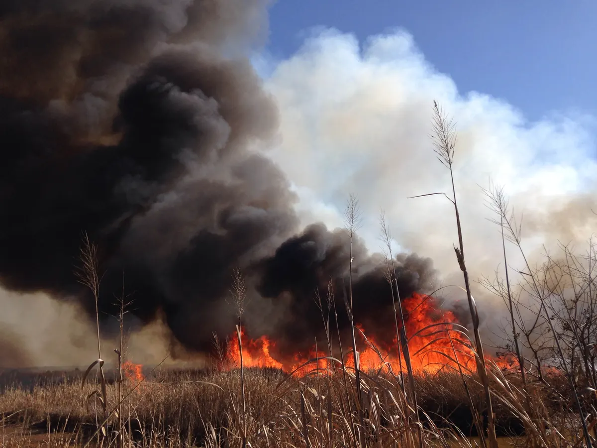 Orange flames and thick dark smoke rising from dry, tan marsh grass under a blue sky