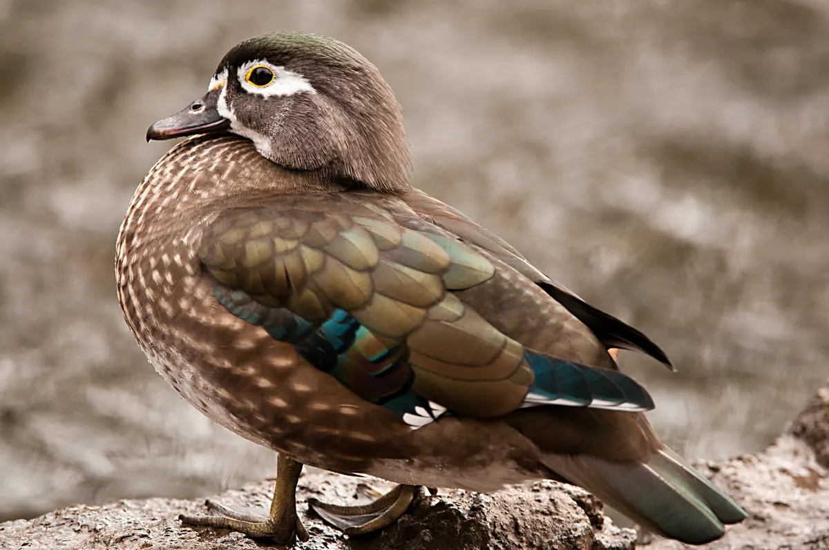 A female wood duck with a white eye ring standing on a log, brown and gray with a blue wing patch