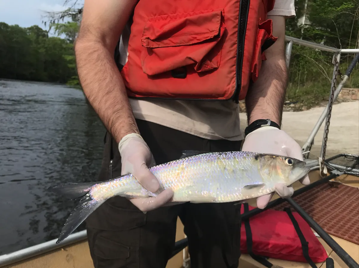 A gloved biologist in a life vest holds a silvery fish with a deeply forked tail on a boat beside a river