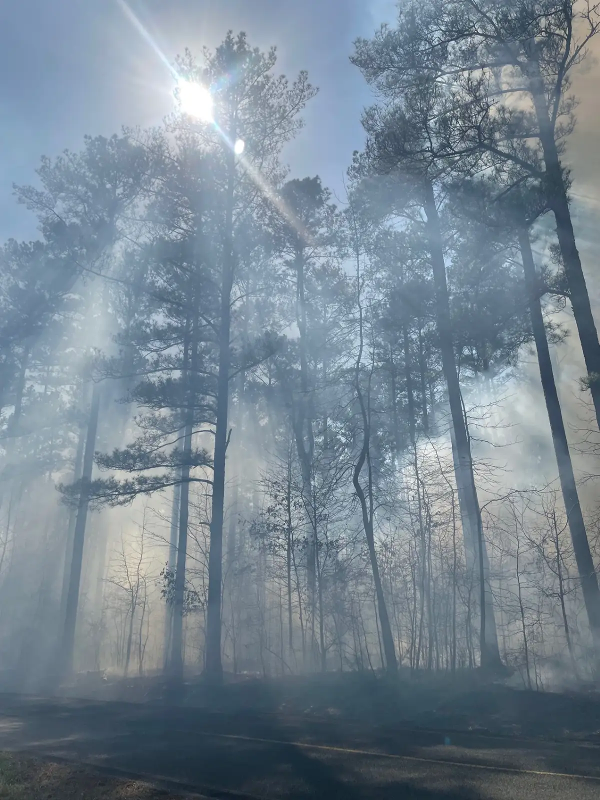 Tall pines in a smoky forest with sunlight streaming through the haze above a road