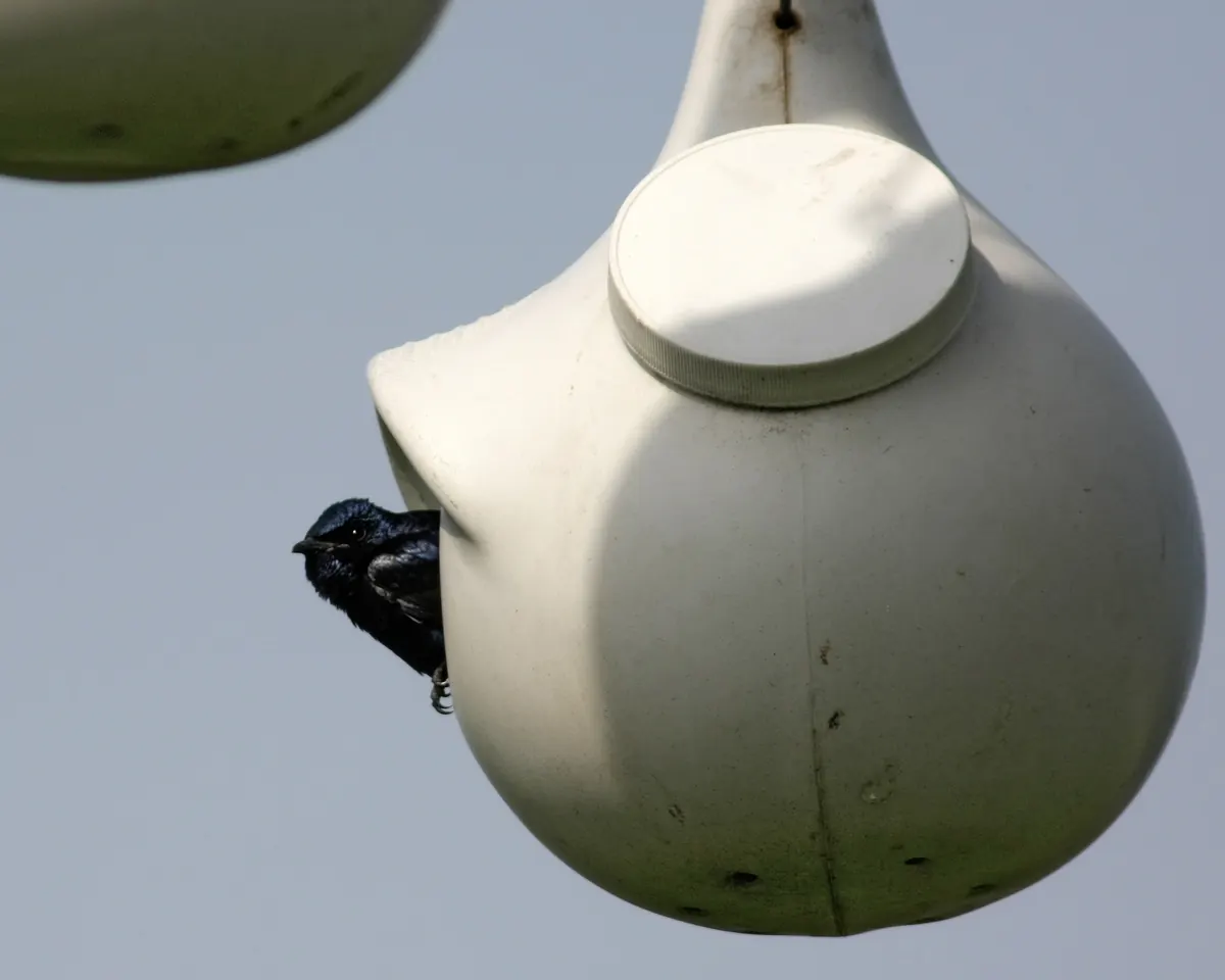 A glossy dark purple martin peering out of the entrance of a white plastic nesting gourd against a pale sky