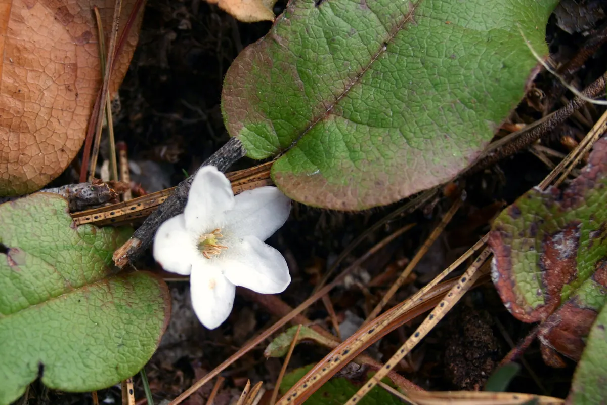 A small white five-petaled flower among leathery green and reddish leaves and fallen pine needles