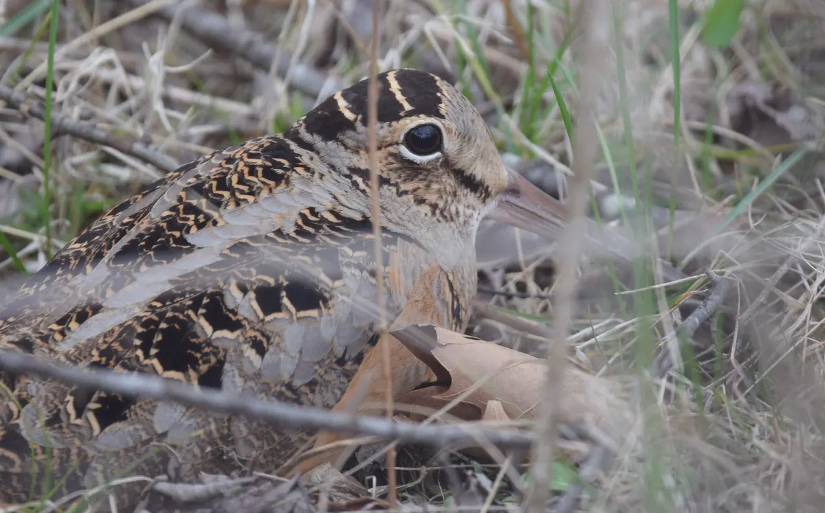An American woodcock crouched motionless in dry brown grass and leaf litter, its large dark eye and long bill visible