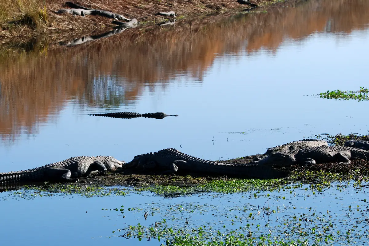 A row of large alligators lying side by side on a low mud bank in still blue water, with more alligators on a brown, dry-grass shore behind them