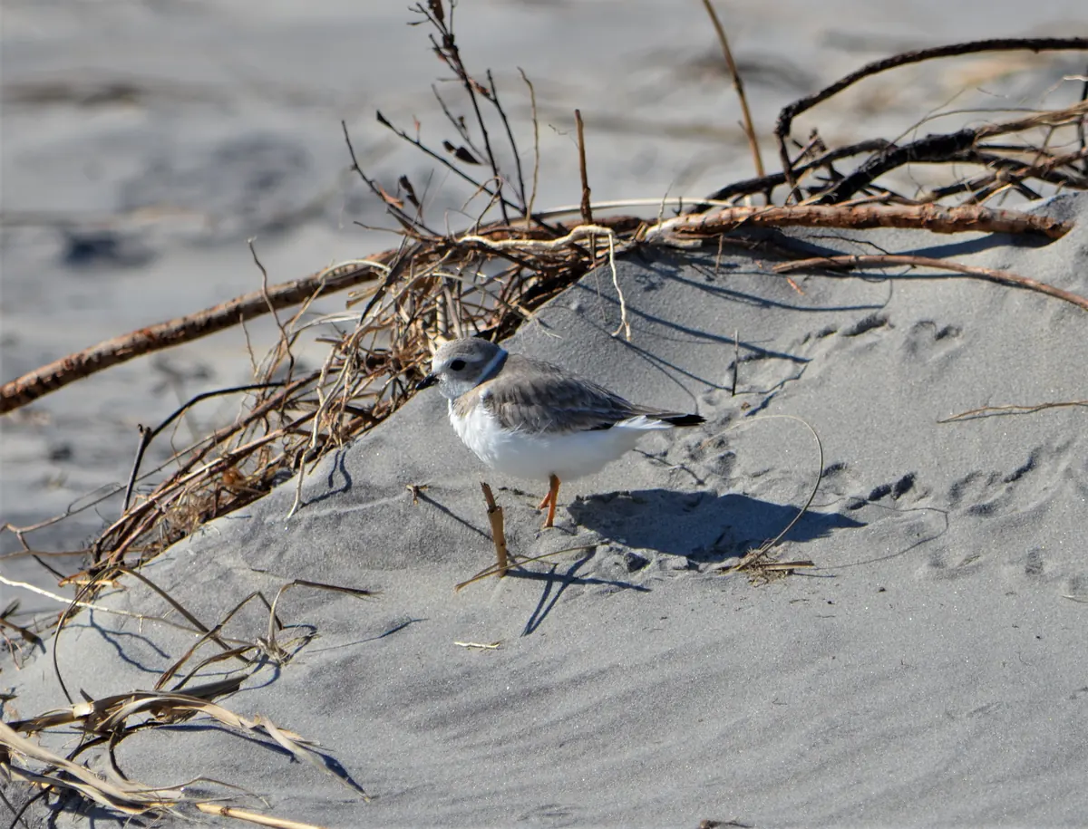 A small sandy-gray plover with a white breast and orange legs standing on a beach beside dry beach wrack